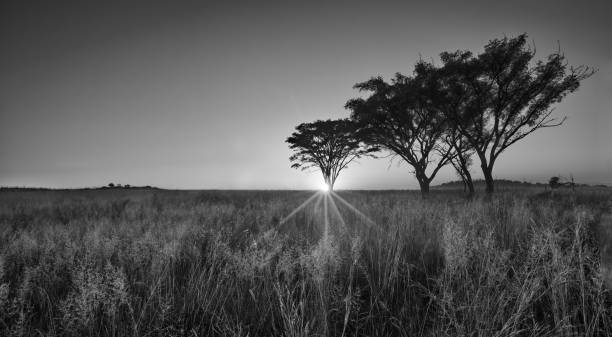 istock Cold cloudless morning sunrise with trees, grass and fog artistic conversion 893771160