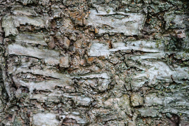 baumrinde extreme nahaufnahme pflanze - bark textured close up tree stock-fotos und bilder