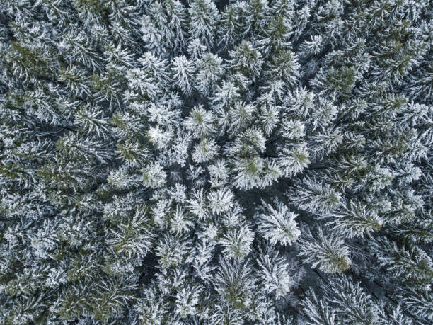 istock First snow in spruce tree forest. Aerial view 893774112