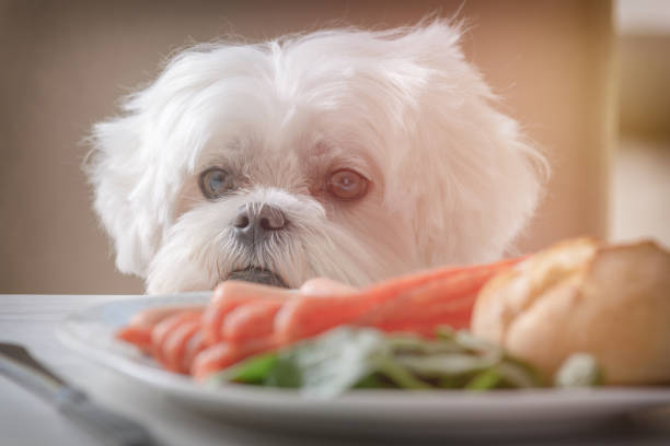 cute dog asking for food - dog overweight pleading begging imagens e fotografias de stock