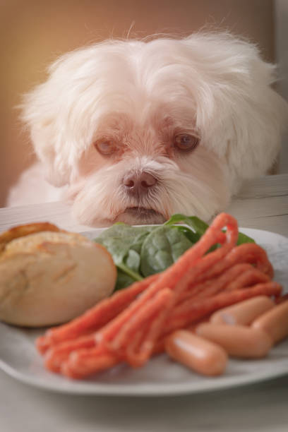 かわいい犬のえさをねだり - dog overweight pleading begging ストックフォトと画像