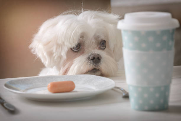 かわいい犬のえさをねだり - dog overweight pleading begging ストックフォトと画像