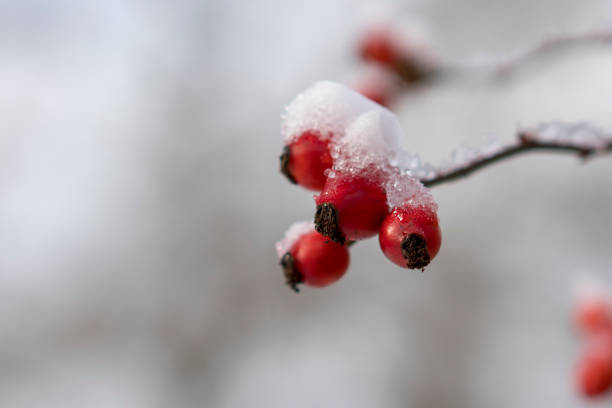 istock Red rose-hips macro in winter under frost in the cold 893789954