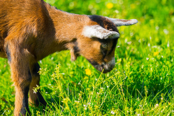 istock Young goats on the meadow 893789968