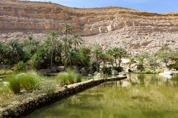 wadi oasis bani khalid, région d’ash sharqiyah, oman - sharqiyah photos et images de collection