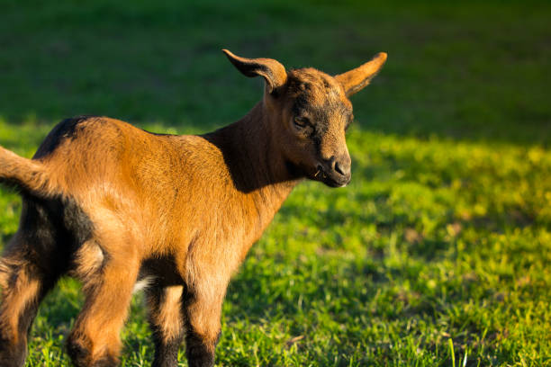 istock Young goats on the meadow 893805420