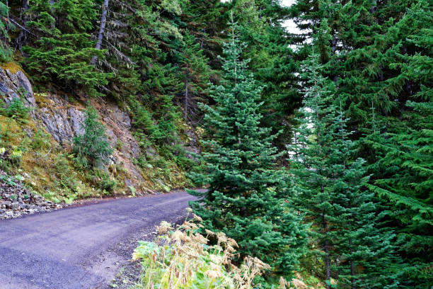 istock Deer Park Road, Olympic National Park 893806346
