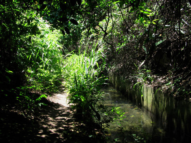 istock La Reunion: Old irrigation canal in the Ravine Saint-Gilles 893808500