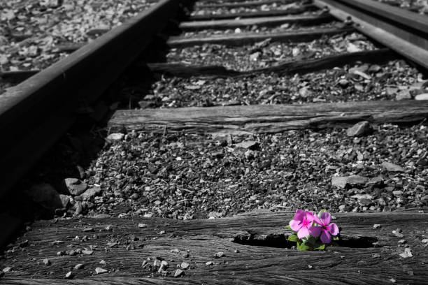Old used railway tracks in duotone and a small flower in colour artistic conversion