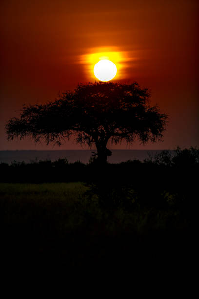 acacia tree at dramatic sunrise in masai mara - masai mara national reserve masai mara topi antelope imagens e fotografias de stock
