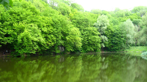 istock picturesque landscape with river in the forest 893833506