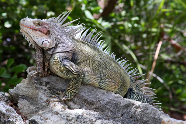istock Wild Iguana in the Bahamas 893837856
