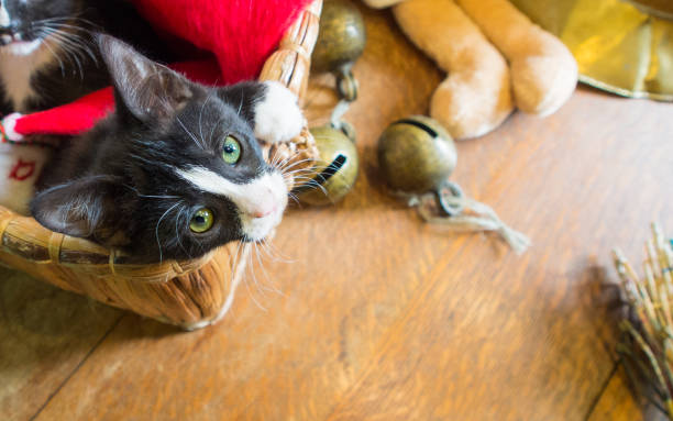 istock Kittens hiding in a basket with Christmas decor 893847016