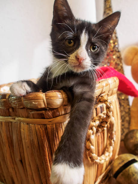 istock Kitten hiding in a basket near Christmas bear 893848242