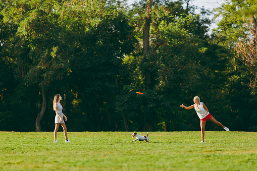 Mother and daughter throwing flying disk to small funny dog, which catching it on the green grass. Little Jack Russel Terrier playing outdoors in park. Dog and women. Family resting on open air