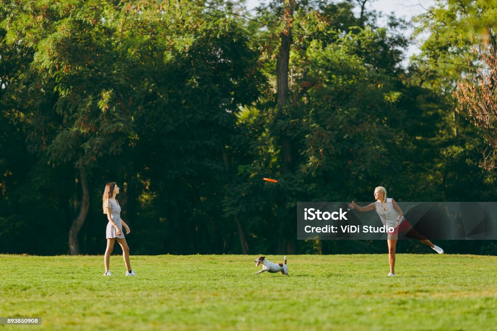 Mother and daughter throwing orange flying disk to small funny dog, which catching it on green grass. Little Jack Russel Terrier pet playing outdoors in park. Dog and women. Family resting on open air Mother and daughter throwing flying disk to small funny dog, which catching it on the green grass. Little Jack Russel Terrier playing outdoors in park. Dog and women. Family resting on open air Natural Parkland Stock Photo