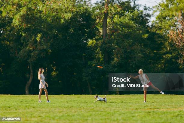 Mother And Daughter Throwing Orange Flying Disk To Small Funny Dog Which Catching It On Green Grass Little Jack Russel Terrier Pet Playing Outdoors In Park Dog And Women Family Resting On Open Air Stock Photo - Download Image Now