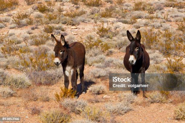 Wild Burros In Desert Of Nevada Usa Stock Photo - Download Image Now -  Animal, Animal Wildlife, Animals In The Wild - iStock