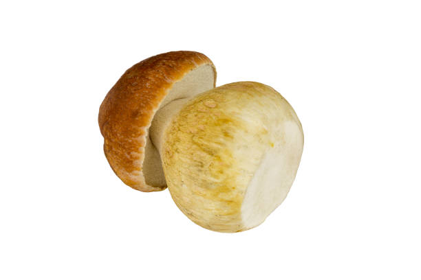 istock Forest Porcini raw and uncooked cut out on a white background. 893853366