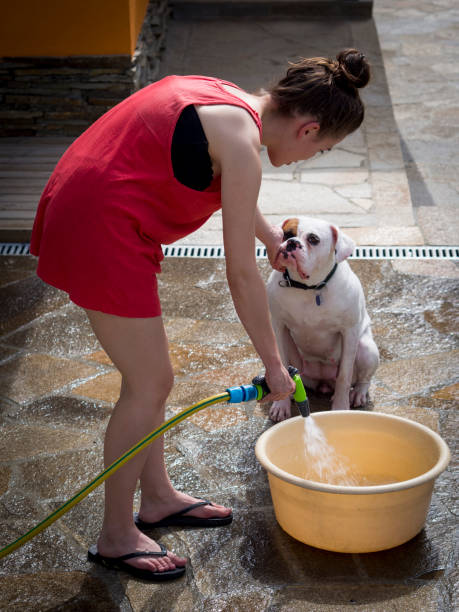 istock White boxer dog cooling off by a basin 893854162