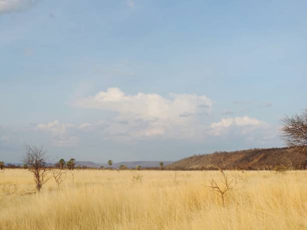 istock Northeast Brazil- Arid Landscape 893854436