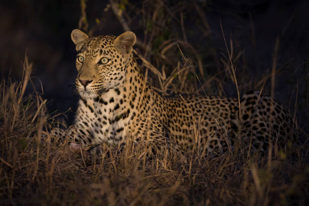 leopardo se establecen en la oscuridad para descansar y relajarse - nocturnal animal fotografías e imágenes de stock