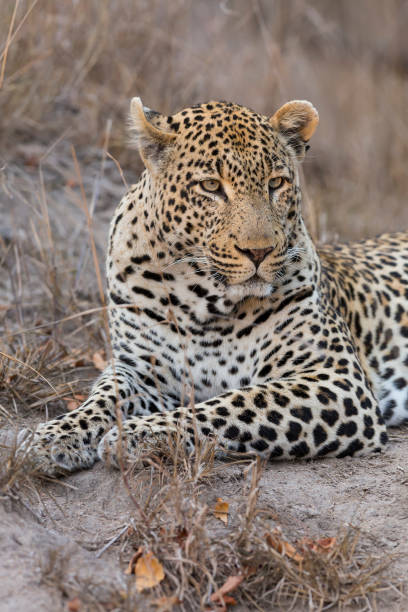 istock Portrait leopard lay down in at dusk to rest and relaxing 893864744