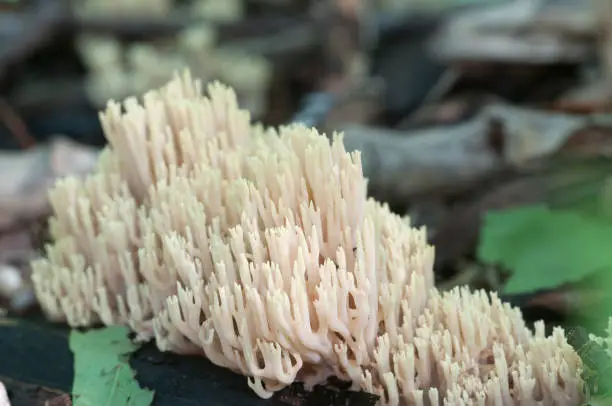 Ramaria stricta  mushrooms on an old stump