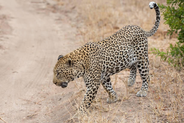 istock Big strong male leopard walking in nature to mark his territory 893884964