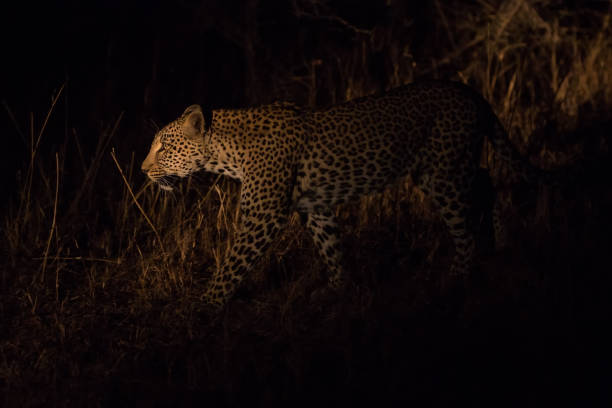 Lone leopard hunting under the cover of darkness - fotografia de stock
