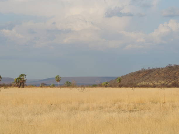 istock Northeast Brazil- Arid Landscape 893887408