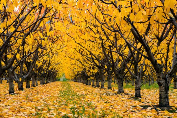 organiques agricoles automne cherry orchard vallée de l’okanagan - kelowna okanagan scenics okanagan valley photos et images de collection