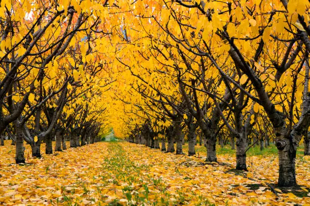 Organic farm cherry orchard with fall colors during the autumn season in the Okanagan Valley, British Columbia, Canada.