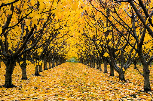 Organic farm cherry orchard with fall colors during the autumn season in the Okanagan Valley, British Columbia, Canada.