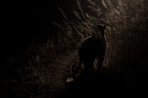 Dangerous leopard walk in the darkness to hunt for prey artistic conversion