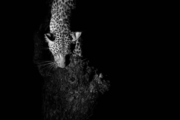 istock Leopard marks his territory on a tree in the darkness artistic conversion 893888710