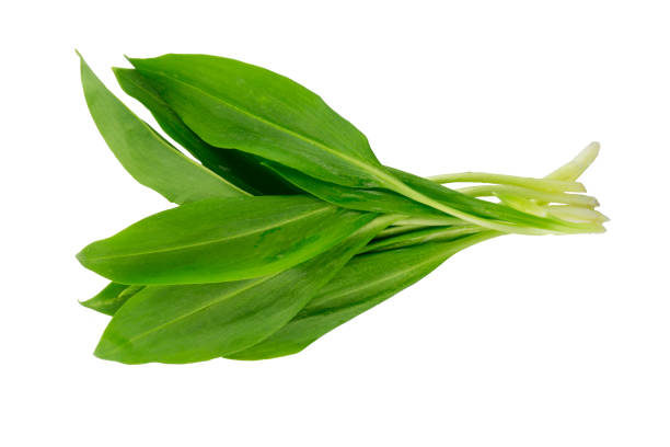 Ramsons (Wild Garlic) isolated on a white background. Food series.