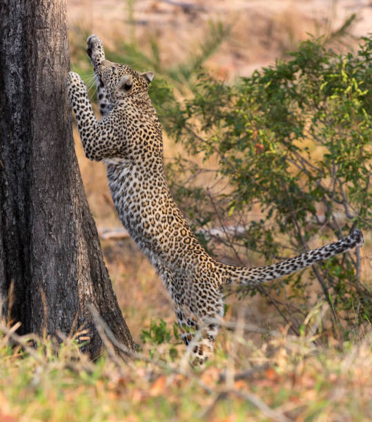 istock Lone leopard climbing fast up a high tree trunk in nature during daytime 893893346