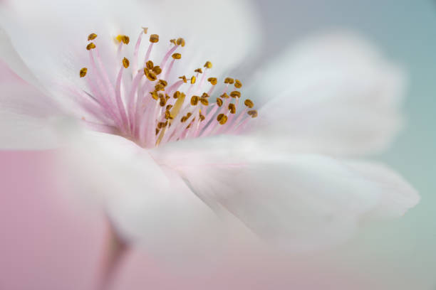 istock A soft focus Cherry blossom flower filling the frame 893898916