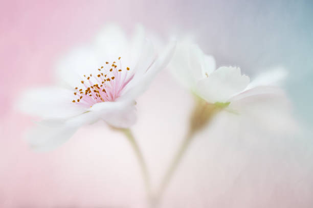 istock Two Cherry Blossom flowers on a pink and blue background 893898942