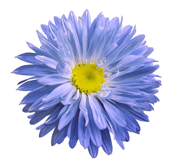 istock Blue Aster flower on a white isolated background with clipping path. Flower for design, texture,  postcard, wrapper.  Closeup.  Nature. 893899882