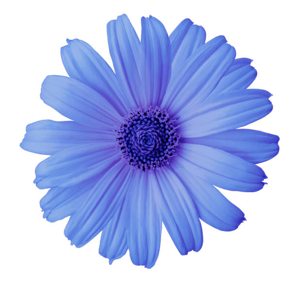 istock Blue daisy flower on a white isolated background with clipping path. Flower for design, texture,  postcard, wrapper.  Closeup.  Nature. 893900294