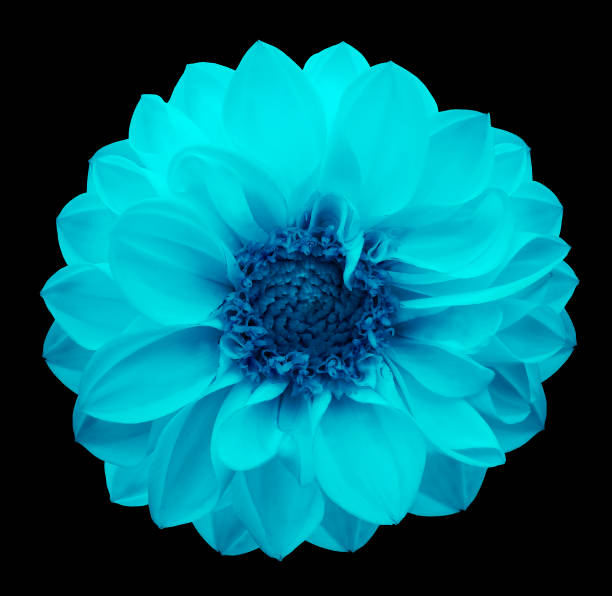 istock Spring  turquoise-blue flower dahlia on the black isolated background with clipping path. Closeup. Nature. 893901160
