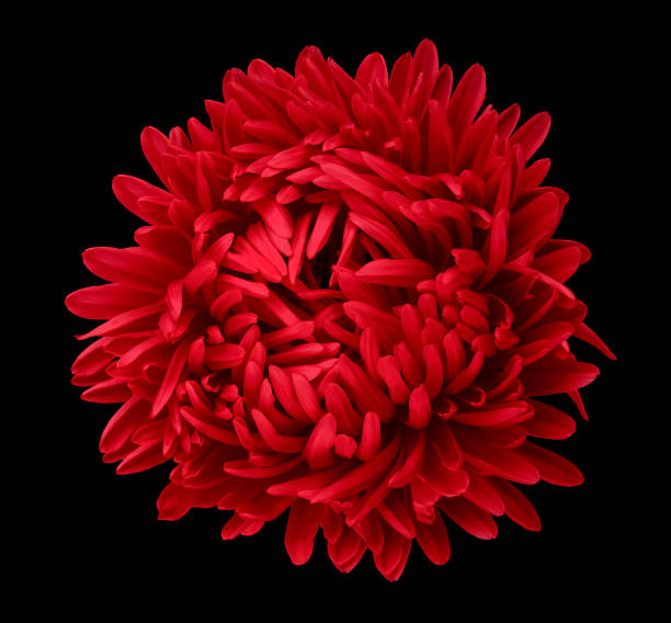 istock Red Aster flower on the black isolated background with clipping path. Flower for design, texture,  postcard, wrapper.  Closeup.  Nature. 893901212