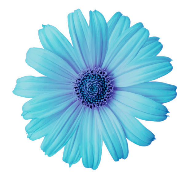 istock Turquoise-violet daisy flower on a white isolated background with clipping path. Flower for design, texture,  postcard, wrapper.  Closeup.  Nature. 893901592