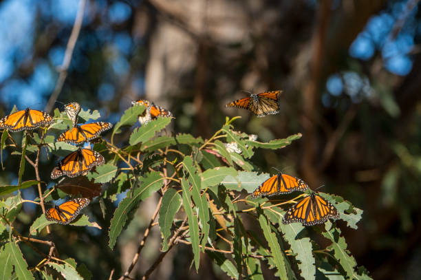 istock Close-up of Monarch Butterflies on Branch 893901842