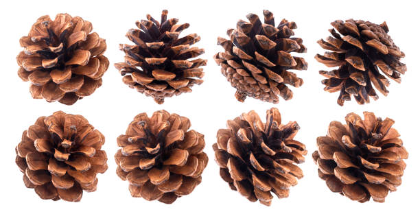 istock Fir cones isolated on white background closeup, pine cone collection 893903872