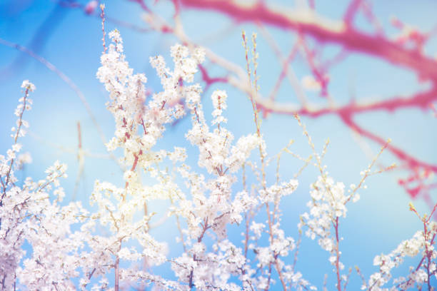 istock beautiful pink flowers in trees 893908076