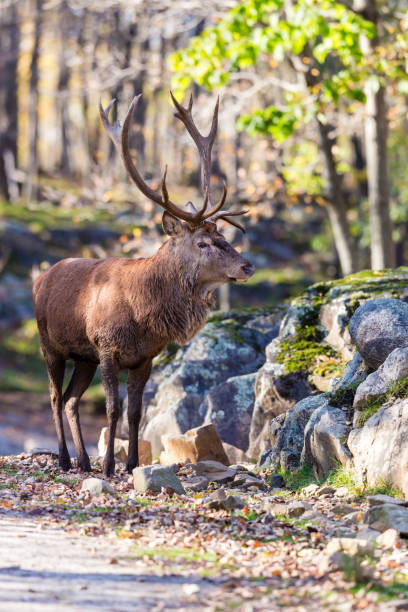 istock American or Canadian Elk. 893917216