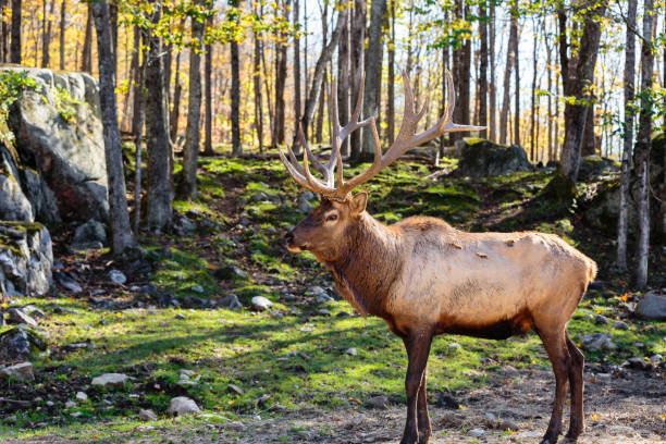 American or Canadian Elk.